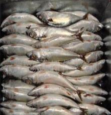 云鵬控股集團 水產(chǎn)品冷凍加工領(lǐng)域的專業(yè)力量